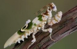 世界上最大最凶猛的螳螂，魔花螳螂(饿了连＂丈夫＂也吃)
