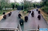 印度饥饿熊群发现载满食物的卡车 瞬间崩溃群起狂追