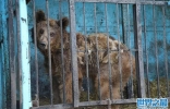 亚美尼亚富豪为炫耀创立“动物园” 害苦狮子黑熊