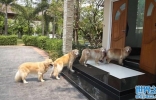 泰国4只黄金猎犬排队乖乖抬脚等主人擦爪子才敢进门