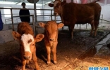 贵州诞生双胞胎小公牛 机率只有十万分之一
