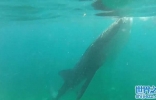 英国女孩在菲律宾海域潜水被鲸鲨轻咬难忍其痒 朋友疯狂大笑 ...