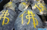 “印尼救海龟大行动”将海龟绑到海滩上并在龟壳上写个大“佛”字后放生 ...