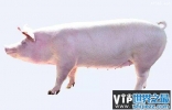 世界顶级种猪盘点，也许大家都吃过