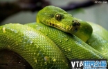 绿色的蛇都有哪些?盘点最常见的十种绿蛇