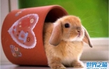 世界10大迷你宠物：迷你兔和茶杯猪双双上榜