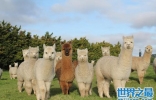 中国允许养的十种稀有宠物：羊驼排第一名