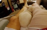 美国萌猫报救命之恩 贴身守护跛脚主人