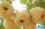 中国十大名梨：哪里的梨最好吃最有名