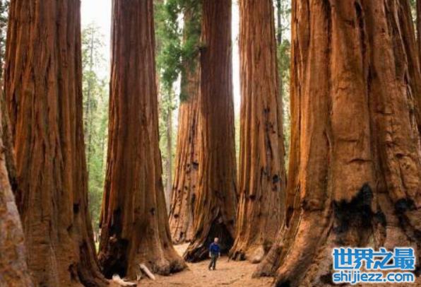 【世界上体积最大的树，巨杉高100米左右 】图4