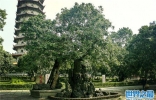 最古老的荔枝树：已有1200岁高龄，至今仍在结果