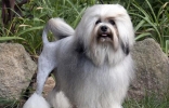 世界10大最贵的犬种，罗威纳犬位居第二