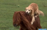 黄金猎犬和农场中的马儿成了好朋友