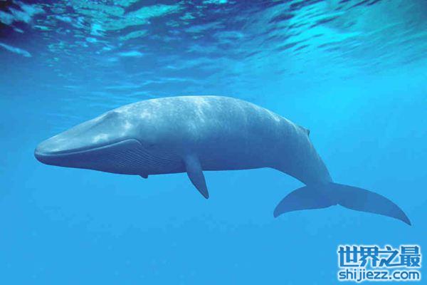 【世界上最大吃货是什么：非蓝鲸莫属，一天吃5吨食物 】图1