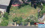 美国山狮闯入校园 警察追捕两小时后终被擒