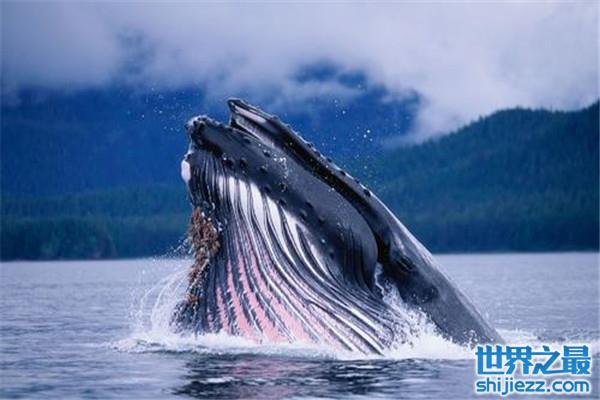 【世界上最大吃货是什么：非蓝鲸莫属，一天吃5吨食物 】图3