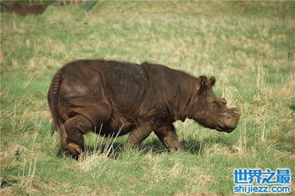【世界上最小的犀牛，苏门犀肩高1.3米左右 】图3