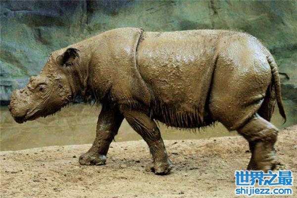 【世界上最小的犀牛，苏门犀肩高1.3米左右 】图2