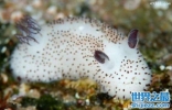 海蛞蝓怎么吃，海蛞蝓可以当宠物养吗