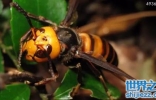 虎头蜂蜇人会死吗，不小心被虎头蜂蜇了怎么办？