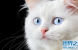 蓝眼白猫的品种，蓝眼白猫为什么都是聋子？