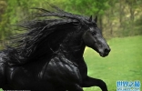 美国黑马Frederik The Great有着一头飘逸乌亮的黑色鬃毛