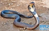 中国毒蛇排名，中国境内最毒的十种蛇