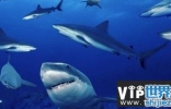 全球最可怕的十大鲨鱼，十大关于鲨鱼的惊悚电影