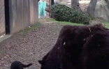 美国加州佛森市动物园流浪猫钻进大黑熊栏舍不但没出事还包吃包住 ...