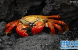 世界上第一个吃螃蟹的人是谁，“第一个吃螃蟹的人”是什么意思 ...