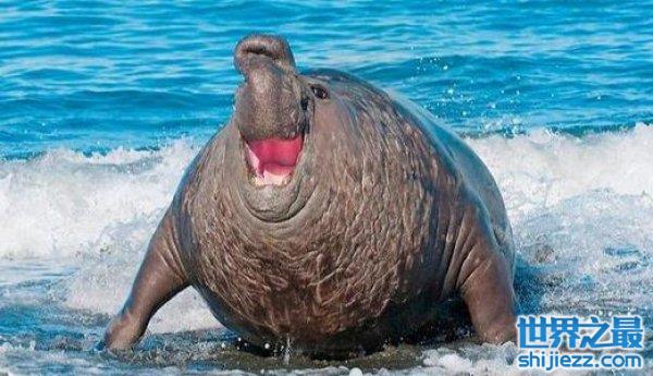 世界上最大的海豹：南象海豹体长可达6米 