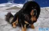 世界十大最危险猛犬，中国藏獒位列第一