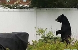 美国新泽西州以两脚行走的明星黑熊Pedals被猎杀