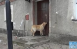 下雪被锁门外 拉布拉多进不了屋取暖猛按门铃