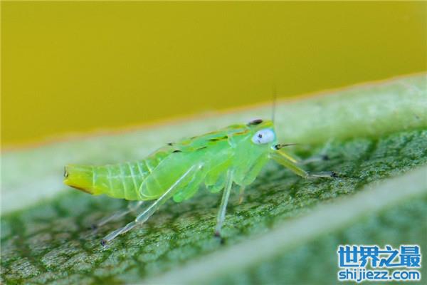 【世界上繁殖最快的昆虫：蚜虫一年可繁殖30代 】图1