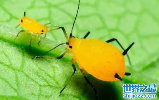 【世界上繁殖最快的昆虫：蚜虫一年可繁殖30代 】图3