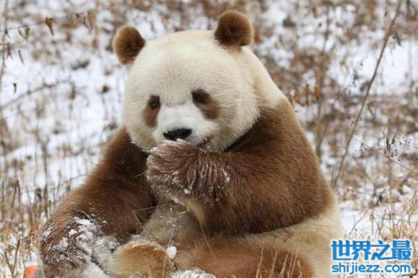 【世界上仅存的一只棕色大熊猫：七仔现如今成团宠 】图1