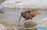 世界上飞得最慢的鸟：丘鹬飞行时速仅为8千米