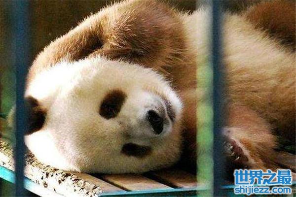 【世界上仅存的一只棕色大熊猫：七仔现如今成团宠 】图3