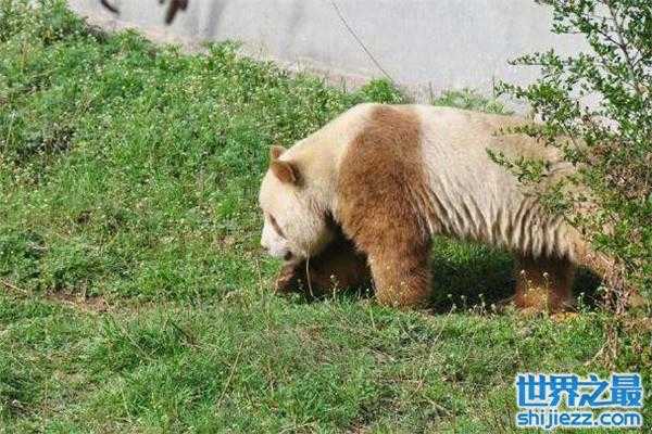 【世界上仅存的一只棕色大熊猫：七仔现如今成团宠 】图4