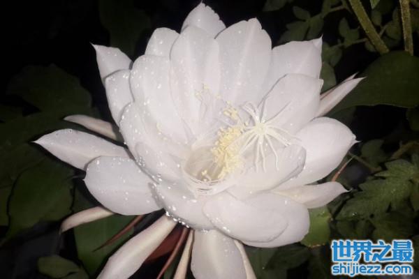 世界上什么花最贵：深圳农科兰花价值168万元 