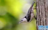 世界上唯一能头向下爬树的鸟——白胸鳾体长15.5厘米