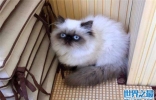 世界上体重最小的猫品种：新加坡猫最重仅2.7千克