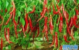 中国十大最辣辣椒排名：石柱朝天红辣椒第一名