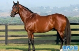 世界上最贵的马：纯血马价值4亿多元