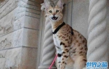 世界上最贵的猫排行榜：阿什拉猫一只超60万元