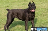 世界三大顶级护卫犬，卡斯罗犬与罗威纳犬哪个更知名