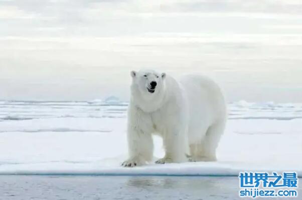 十大熊类战斗力排名：大熊猫仅居第八，北极熊夺冠！