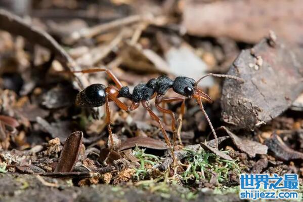 【世界上最强的十大蚂蚁：子弹蚁、行军蚁均上榜 】图4