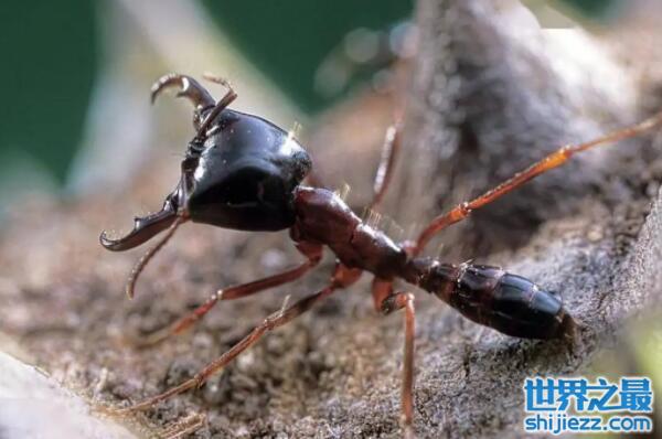 【世界上最强的十大蚂蚁：子弹蚁、行军蚁均上榜 】图2